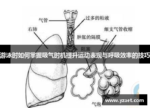 游泳时如何掌握吸气时机提升运动表现与呼吸效率的技巧